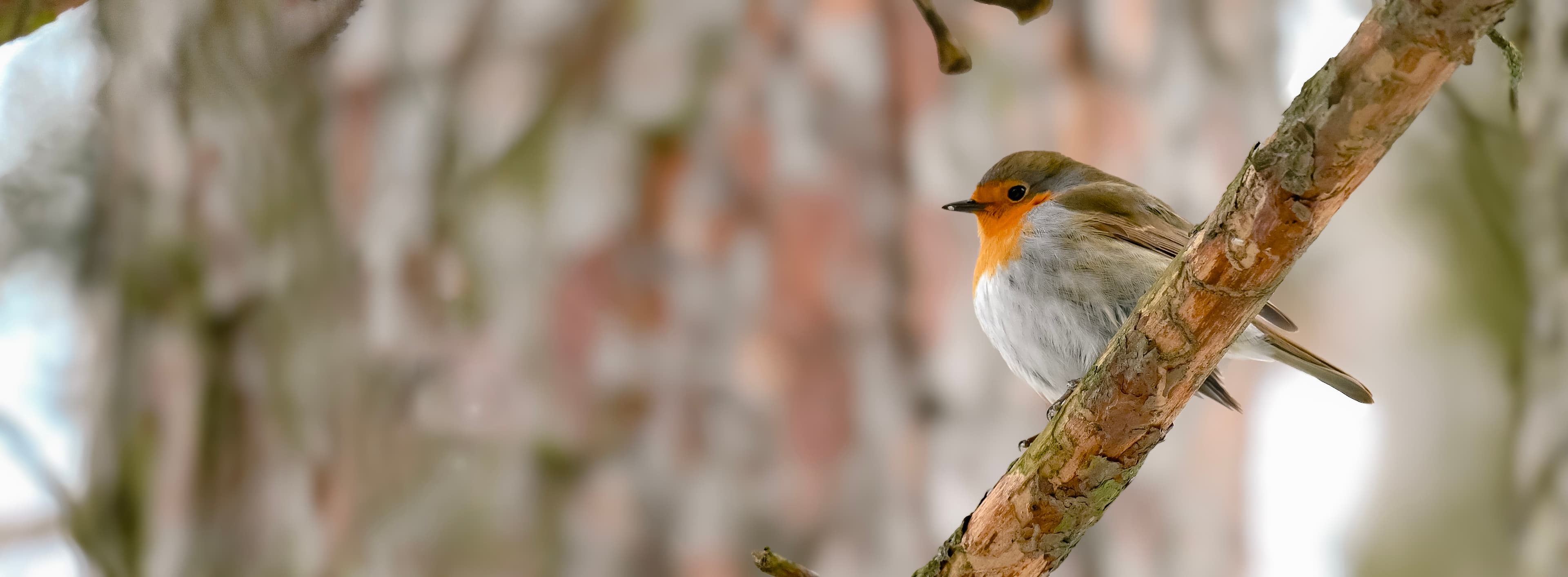 France Ola — wildlife photography