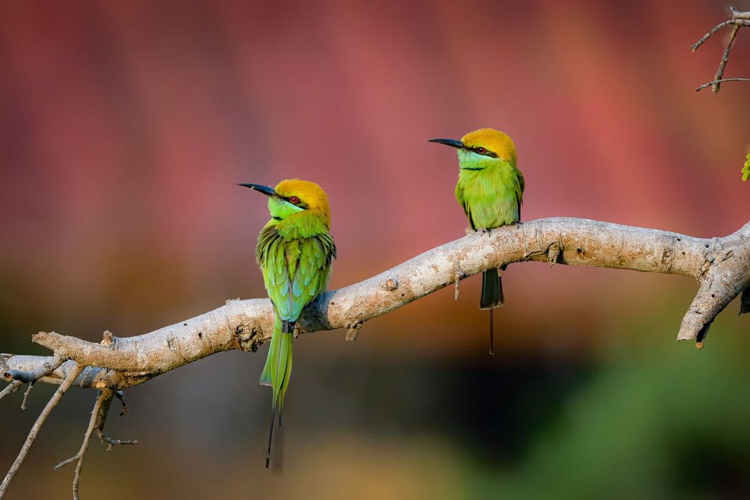 Two Green Bee-eaters perched together